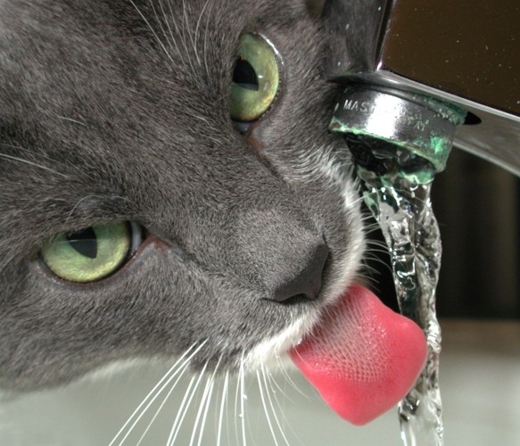 水を飲む猫