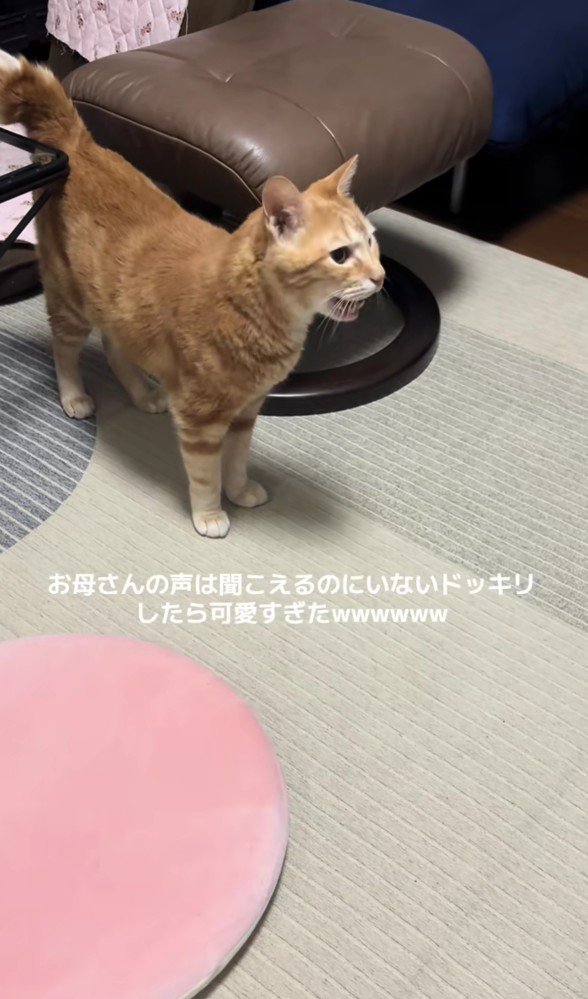 鳴いている猫