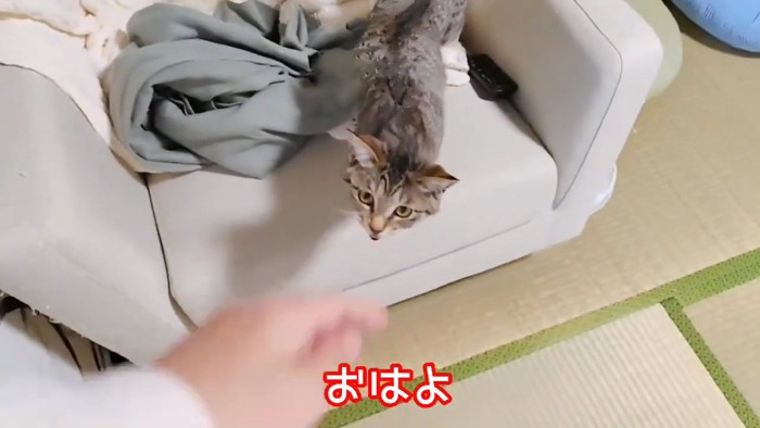 ソファーの上にいる子猫