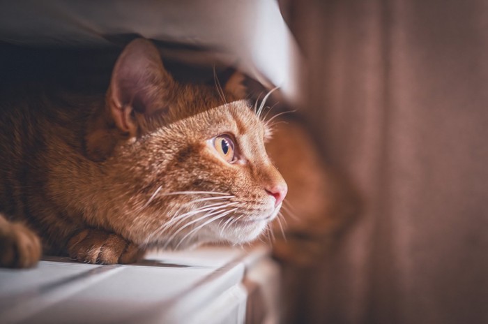 隠れているのがバレた猫
