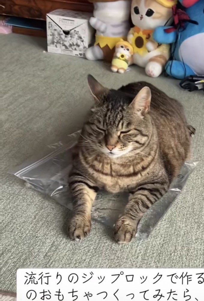 おもちゃの上でくつろぐ猫の写真1