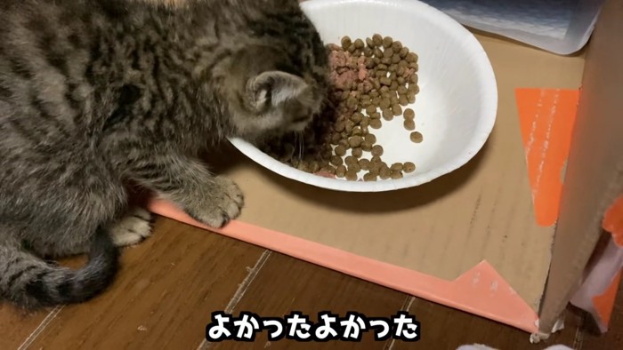 カリカリを食べる子猫