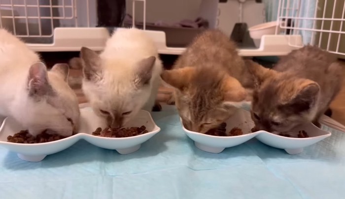 ご飯を食べる子猫達