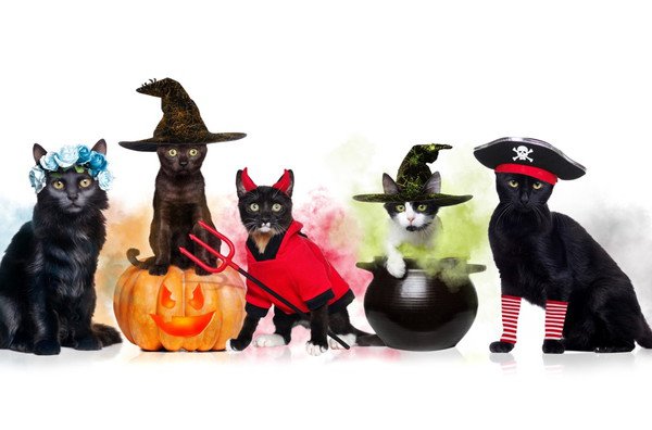 ハロウィンに黒猫が登場する意味とは？由来や仮装する理由まで | ねこちゃんホンポ