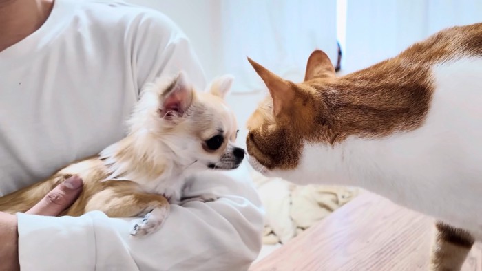 抱っこされたチワワと鼻先を合わせる猫