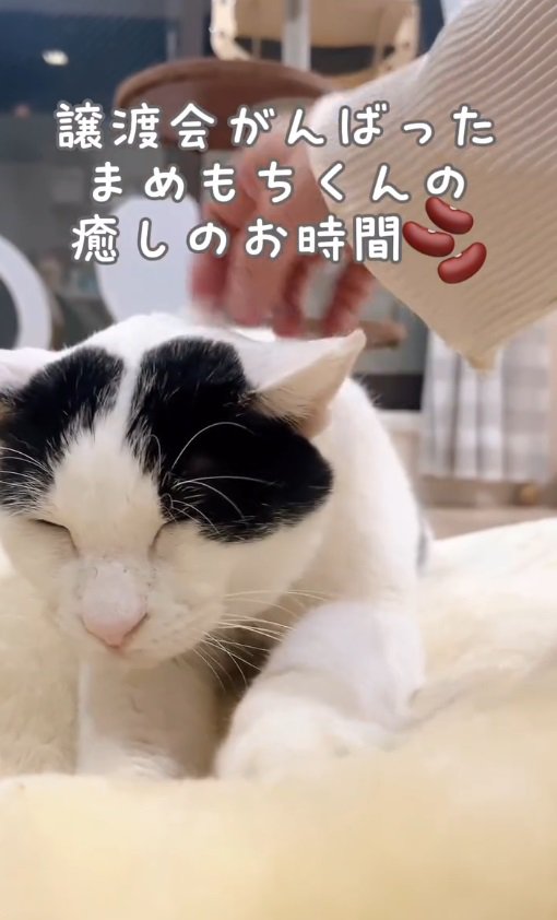 ふみふみをする猫2