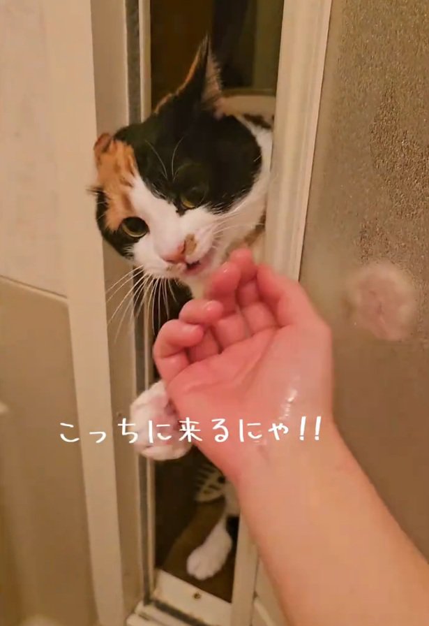 手を掴むマオマオちゃん