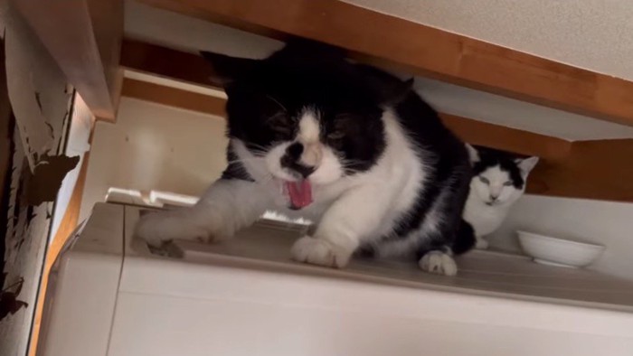 ごはんを持ってきた投稿者に威嚇をする猫