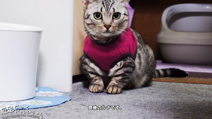 おすわりする猫