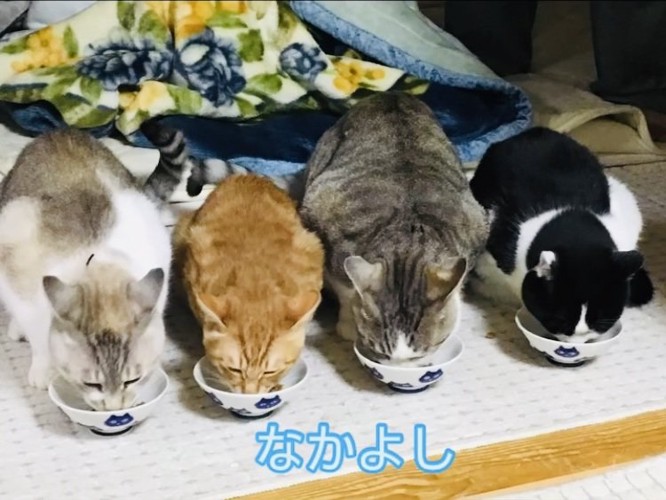 並んでごはんを食べる黒白猫とグレー猫と茶トラ猫とクリーム猫