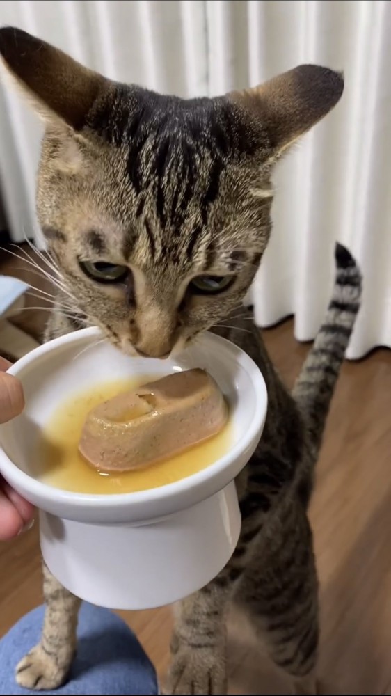 ご飯を食べる猫