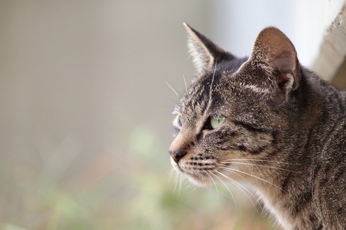 キジトラ猫の横顔