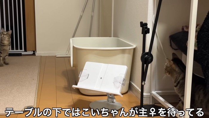 テーブルの下で待つこいちゃん