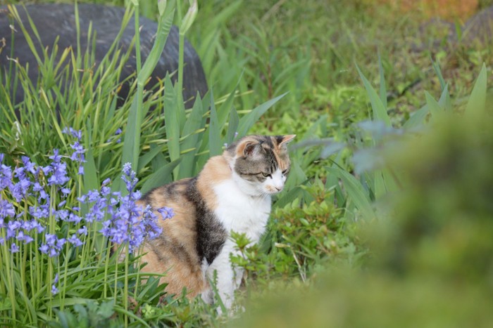 野原の三毛猫