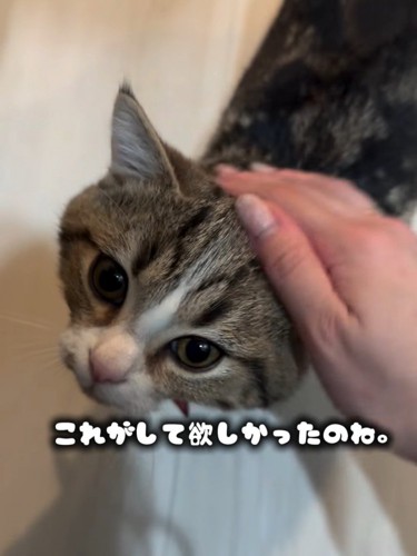 なでられる猫