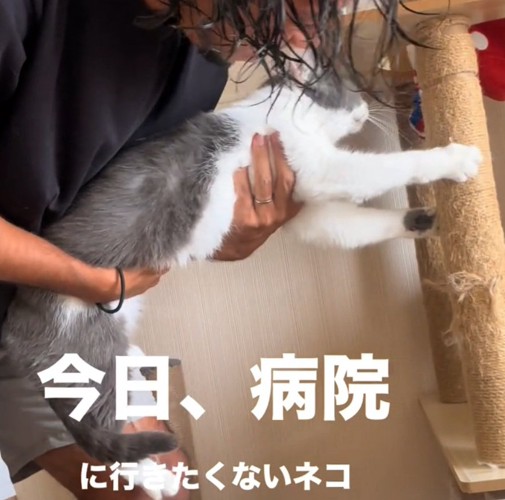 必死に耐える猫