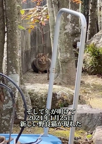 新たな野良猫