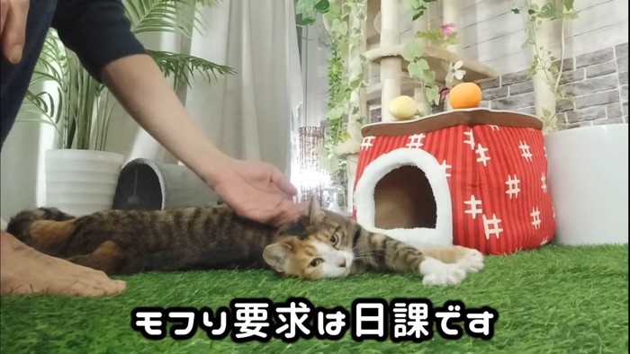 伸びをする猫