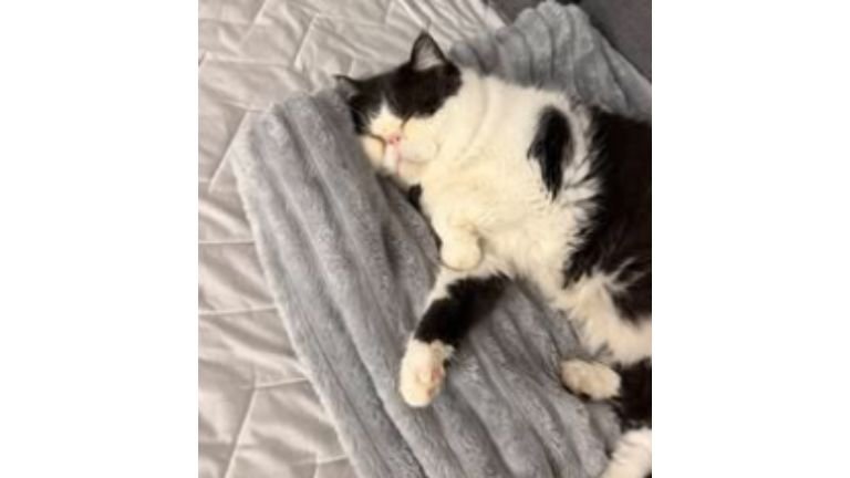 室内にいる猫