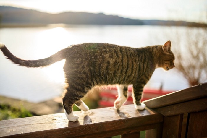 放し飼いの猫