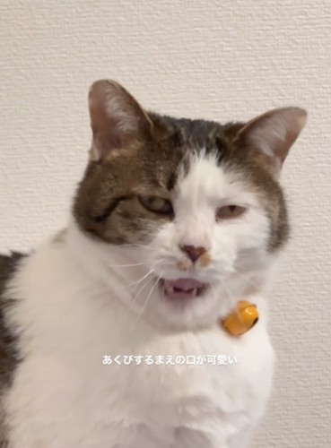 あくびする猫