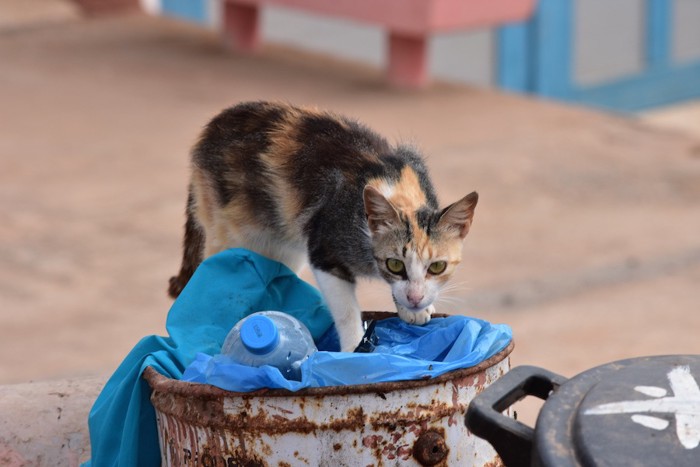 ゴミ箱の上に乗る野良猫