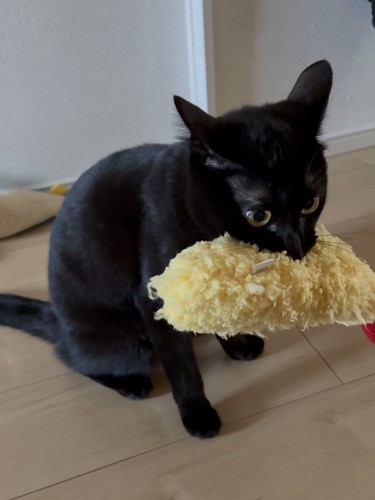 海老天のぬいぐるみを咥えている黒猫