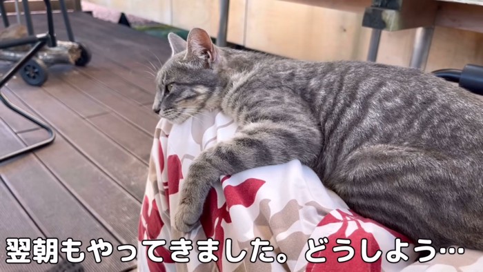 人の膝の上に乗る猫