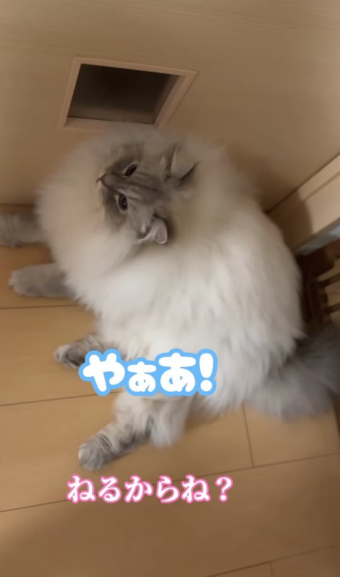 ドアの前で伏せをしている猫「やぁあ！」