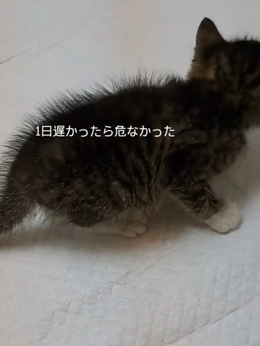 子猫の後ろ姿