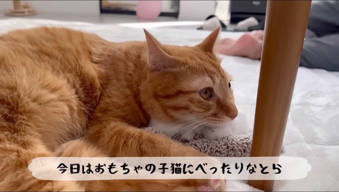 猫のおもちゃの上に乗る茶トラ猫