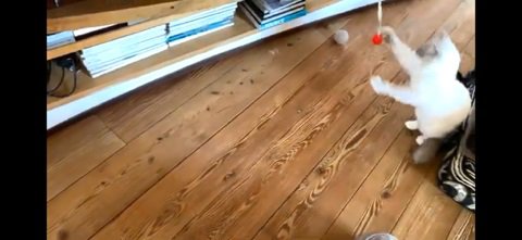 猫じゃらしを掴む猫%％「ハイ！このとおりニャ！」