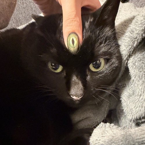 ネイルをした飼い主の指を額に乗せられた猫