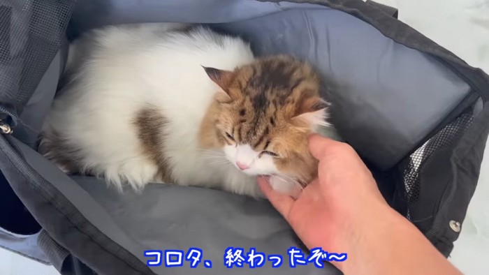 顔をなでられる猫