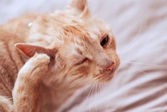 耳をかく猫