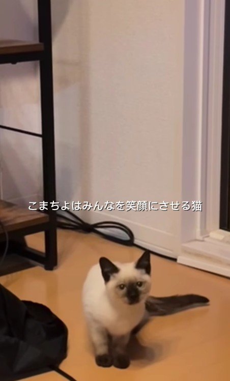 家猫になった猫