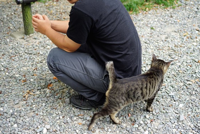 野良猫に懐かれている男性