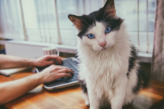 飼い主がパソコン仕事に集中して遊んでもらえない猫