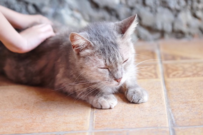 目を閉じて気持ちよさそうな猫