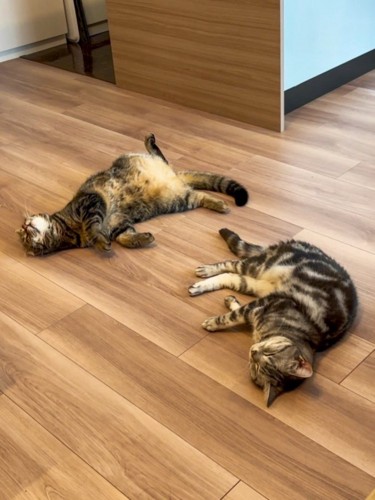 横向きで寝ている猫(手前)とへそ天で寝ている猫(奥)