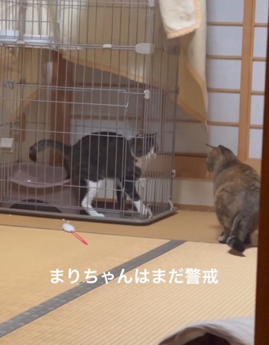 警戒し合う猫たち