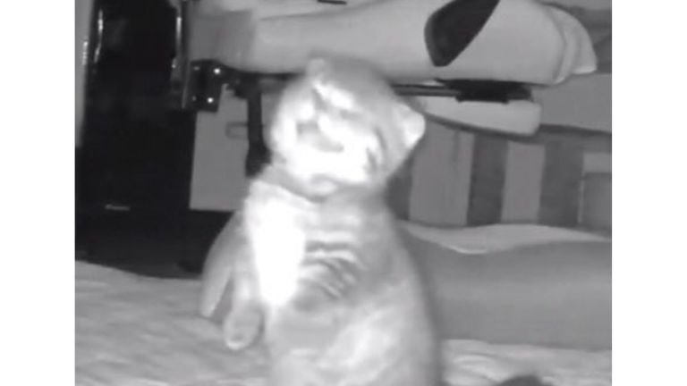 ペットカメラにうつる猫