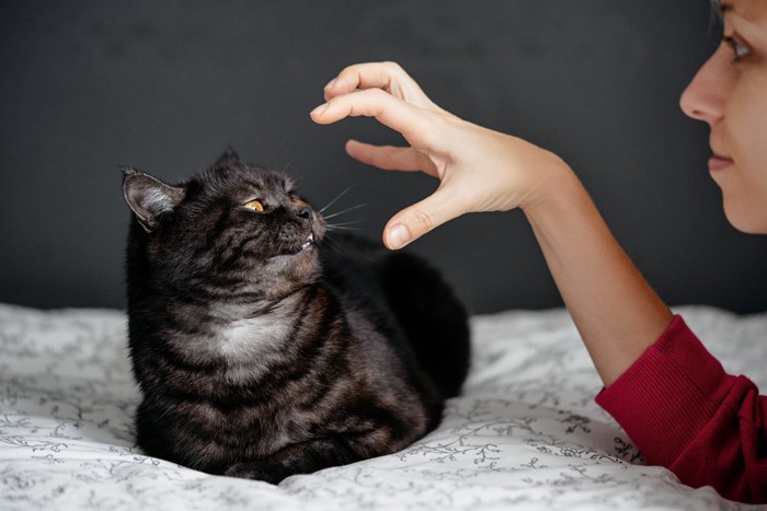 嫌がる猫