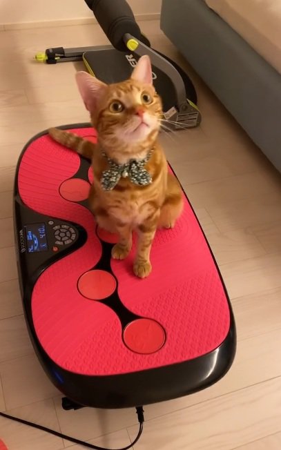 ダイエットマシンの上に乗っている猫
