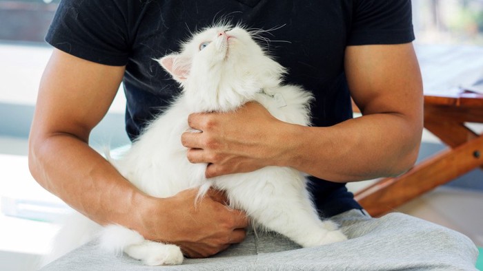 Tシャツを着た人に抱えられる猫