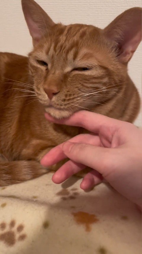 目を細める猫