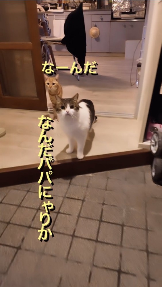 玄関で出迎える猫