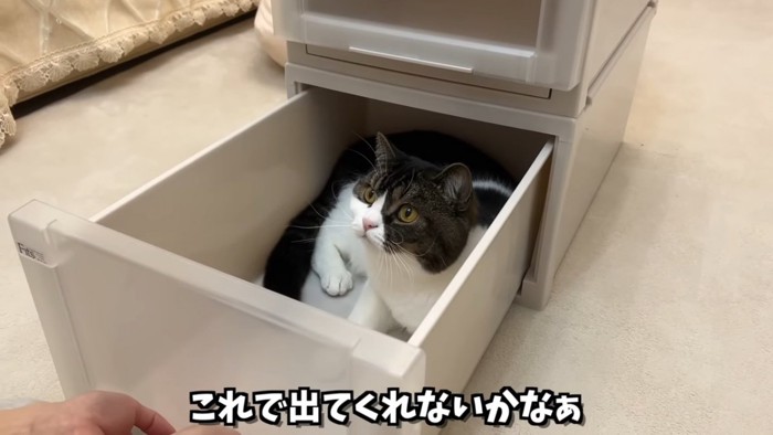 引き出しの中にいる猫