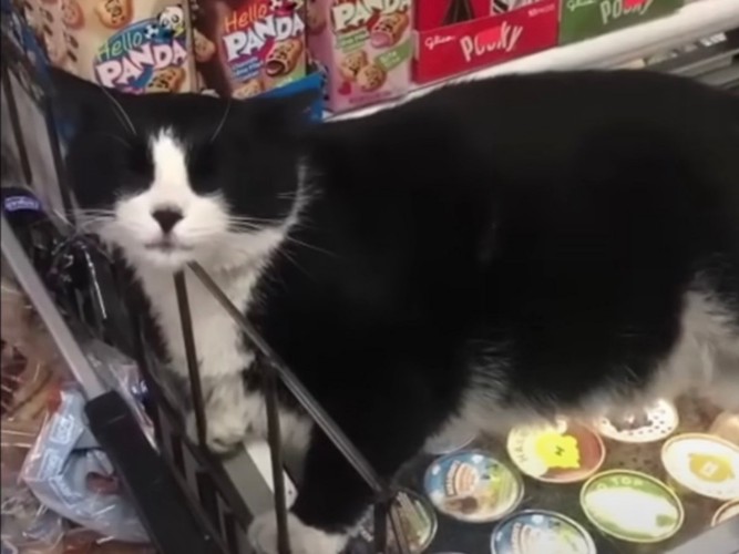 アイスクリームを守る猫