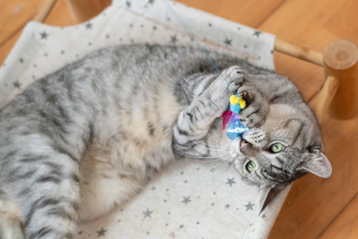 おもちゃで遊ぶ可愛い猫